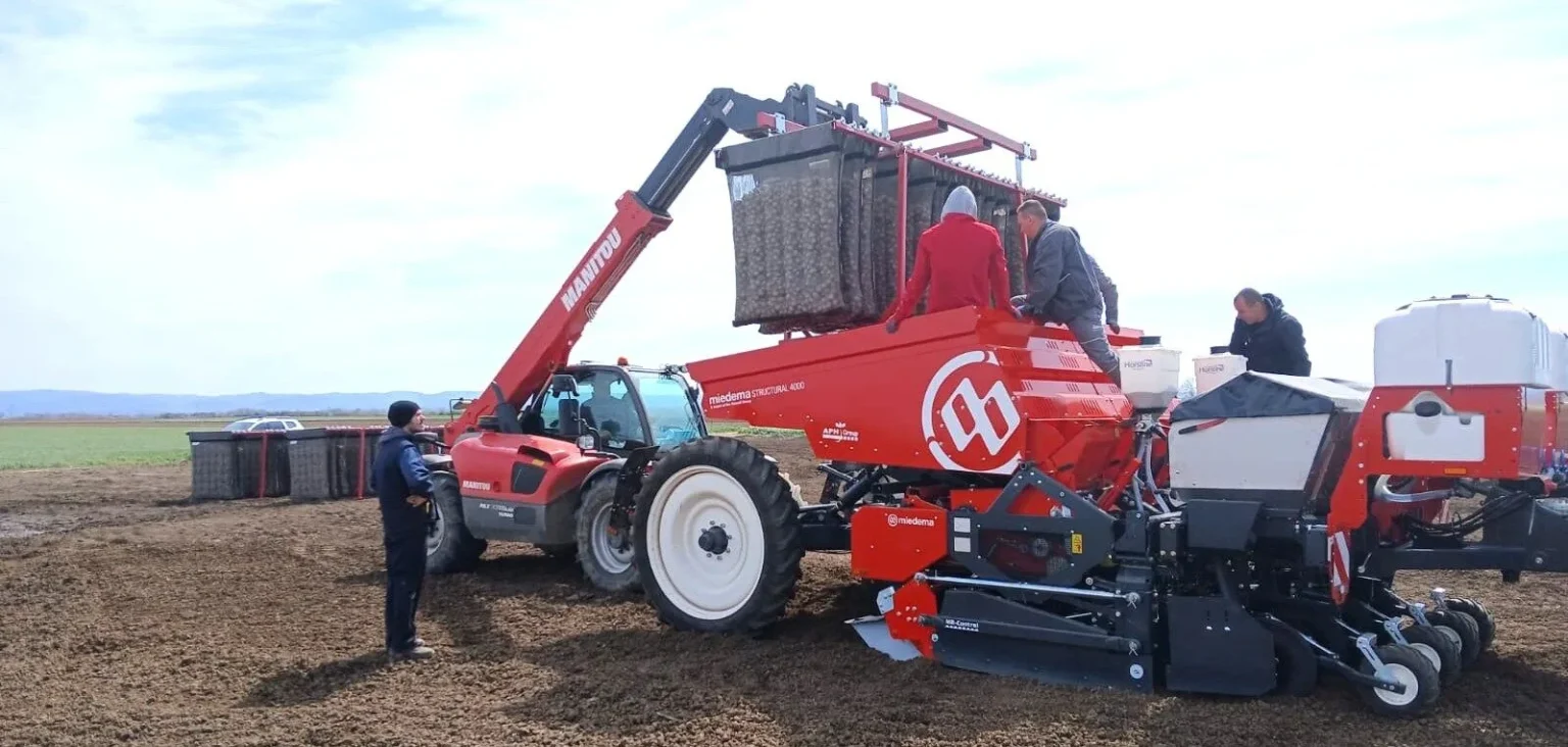 Joppe-chitting seedpotatoes