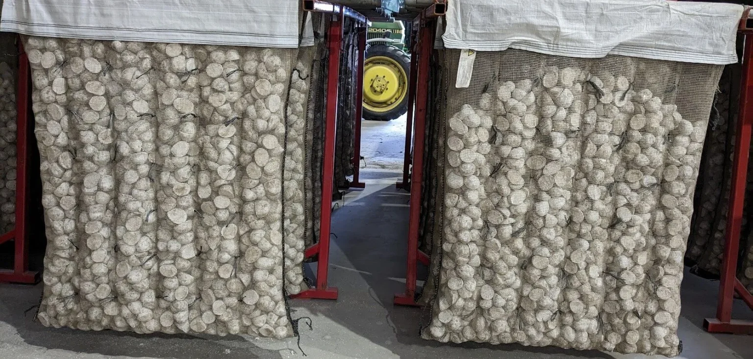 Gesneden pootgoed in voorkiemzakken