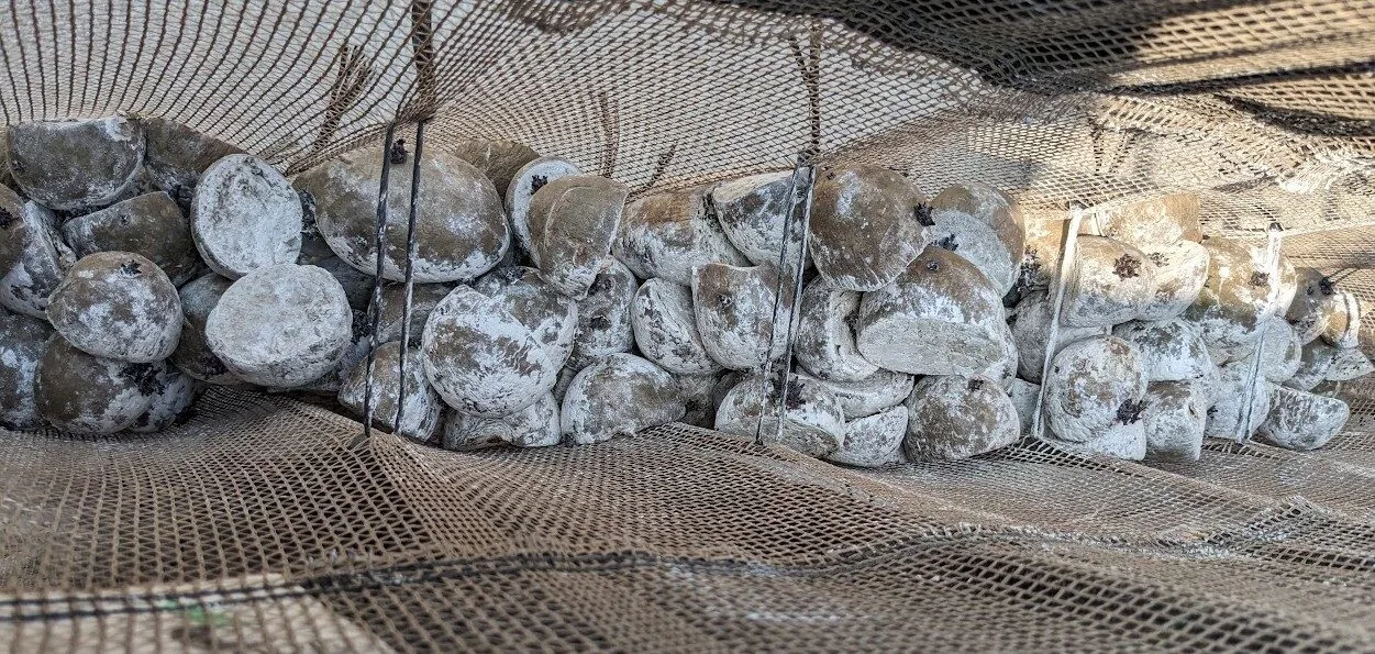 Gesneden poter met kiem